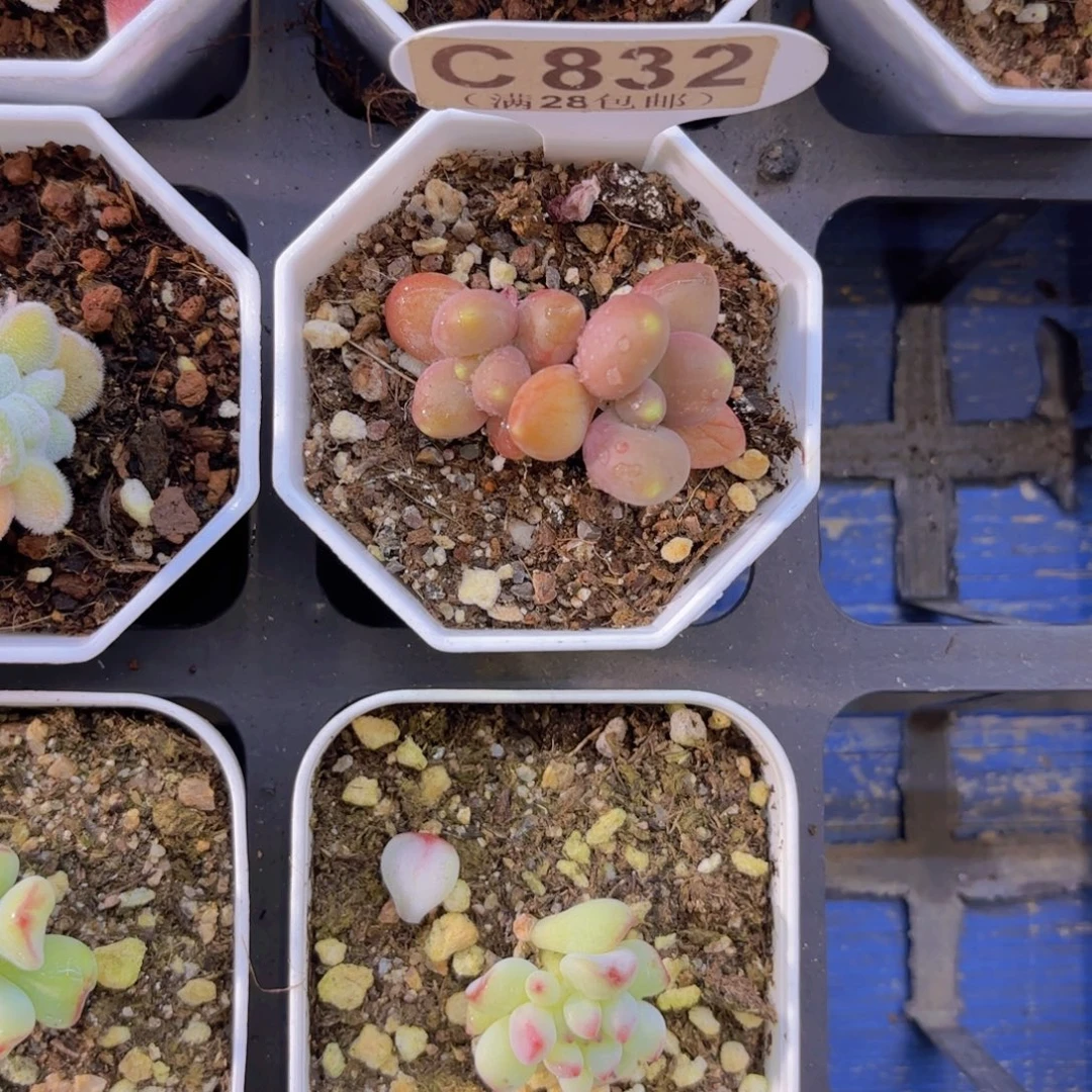 C838芒果奶一物一拍