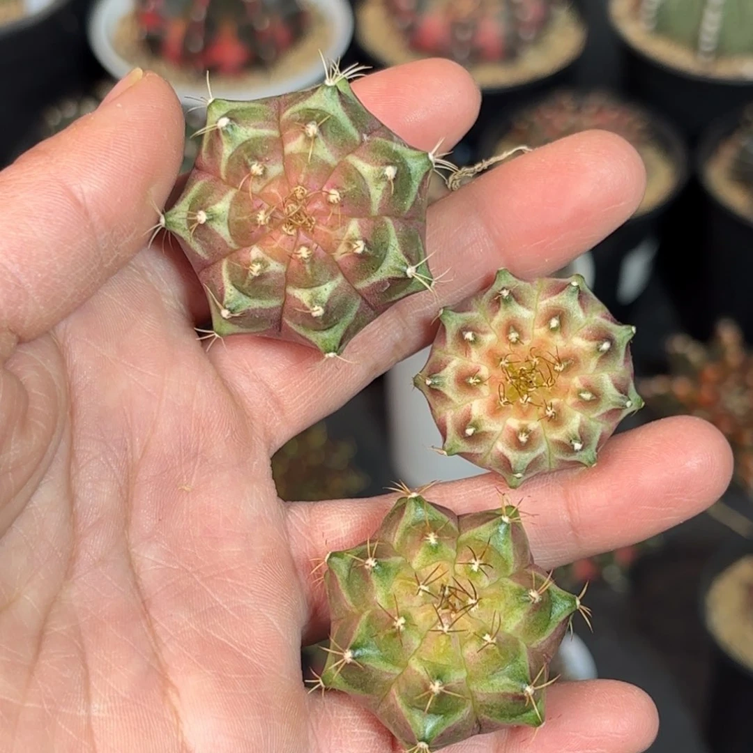 实生轮回任选一颗仙人球300一个