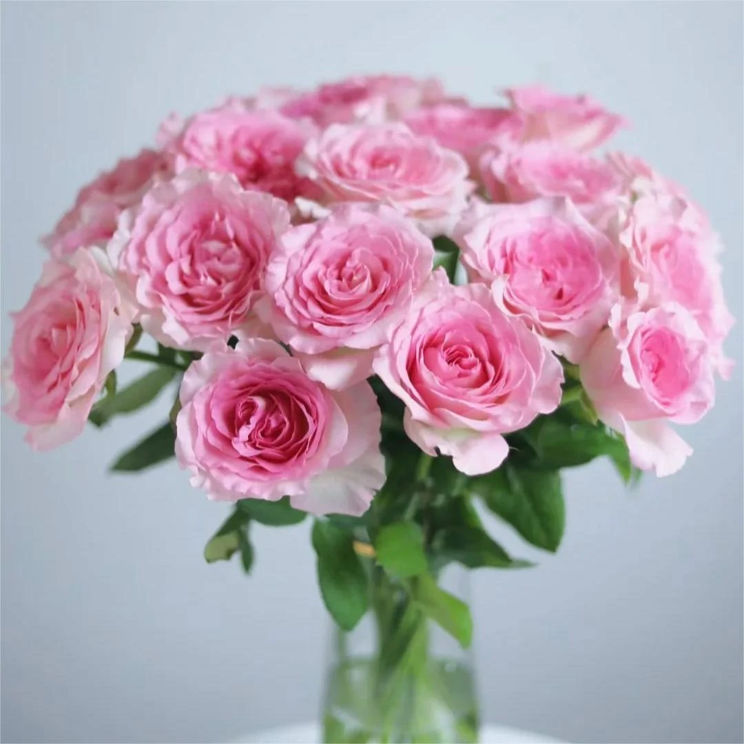 【洛神玫瑰】云南直发玫瑰鲜花两单顺丰冷链包邮LT