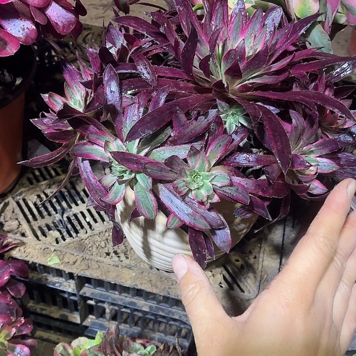 孔雀锦一棵脱土12.8