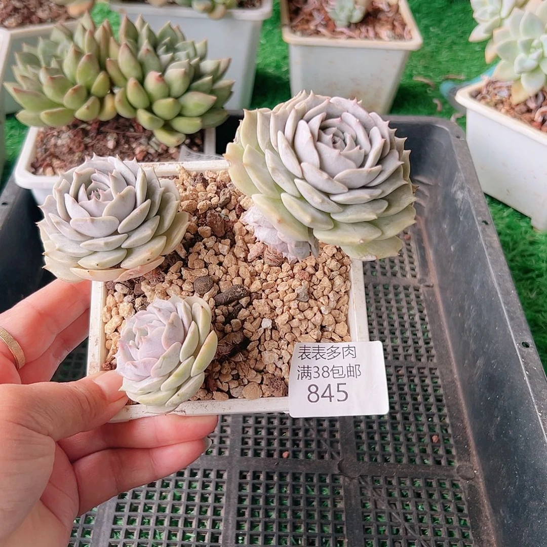 多肉一物一拍植物845