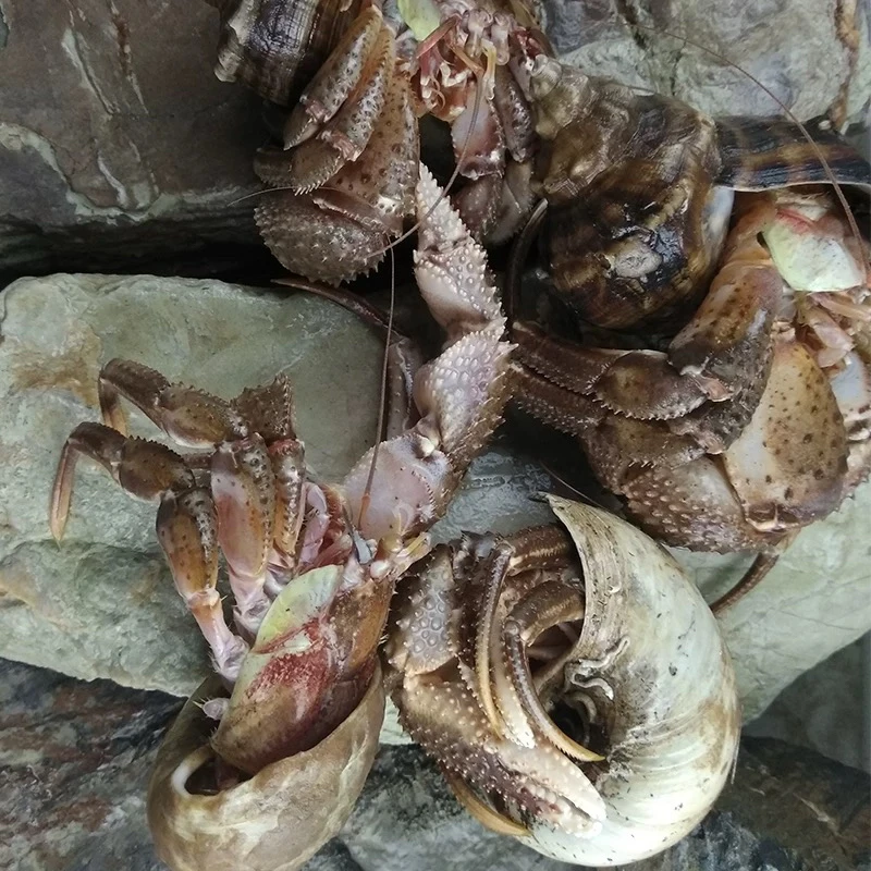 缺氧带壳虾怪没有售后蒸熟发货顺丰速运易掉腿