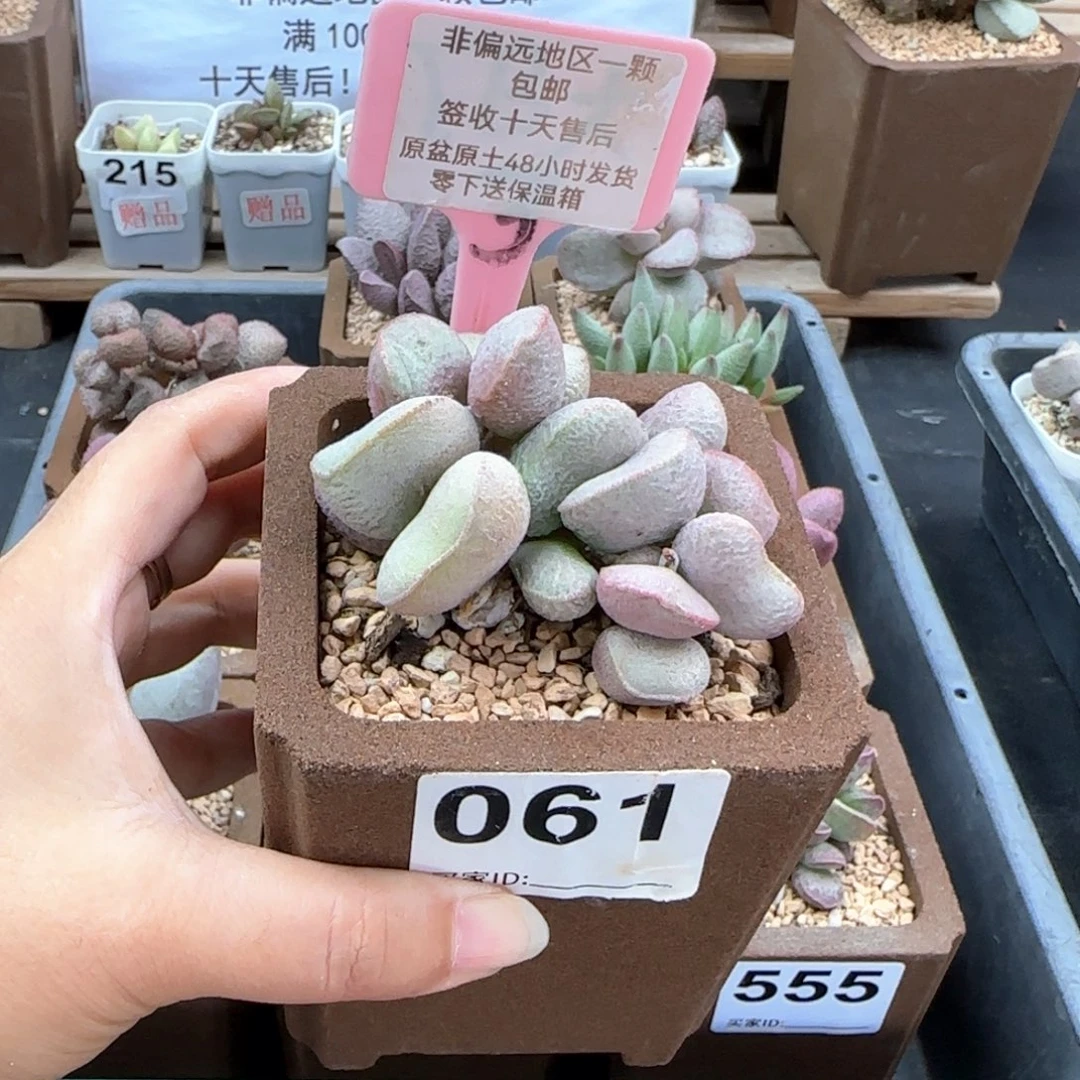 061黛安娜多肉植物