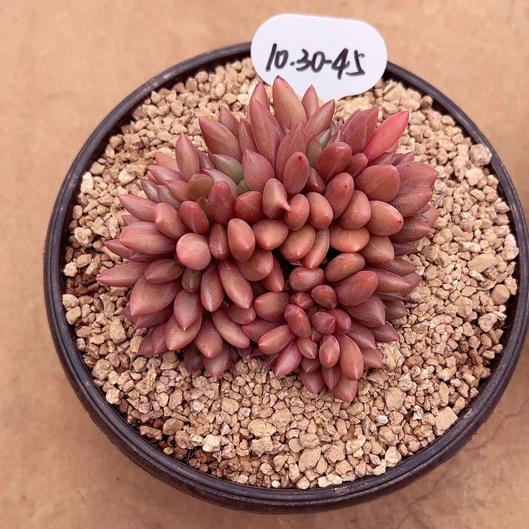1030-45桃花源缀化
