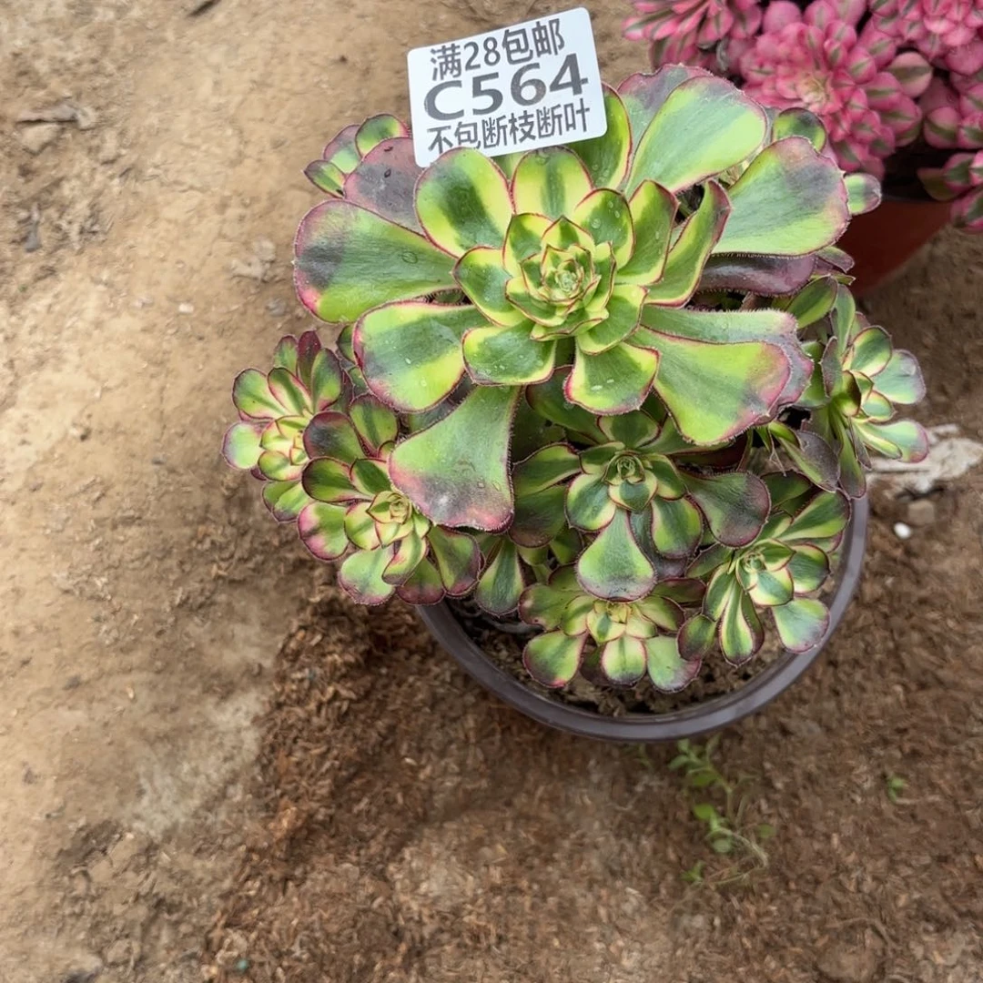 M. 564冰淇淋变异多肉123