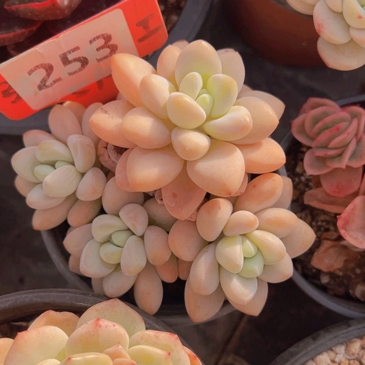 健健康康平平安安