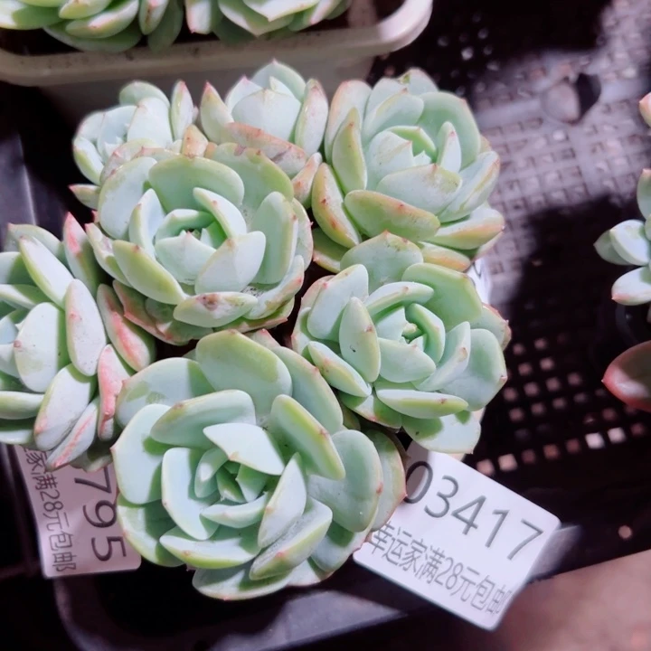 幸运的是我还没遇到过这么