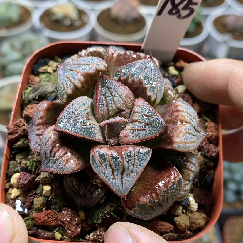 【闪购商品】185白羊座