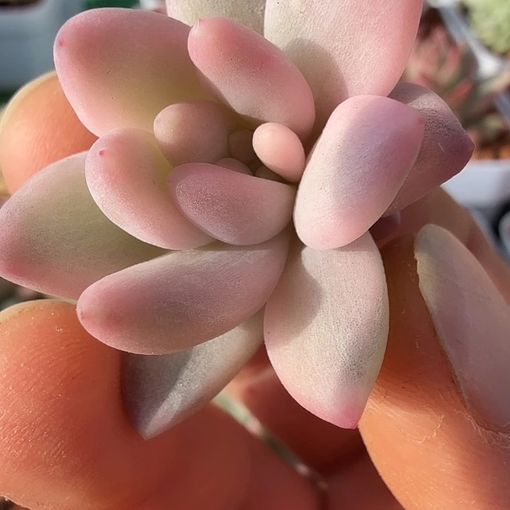 流纱美人锦多肉锦