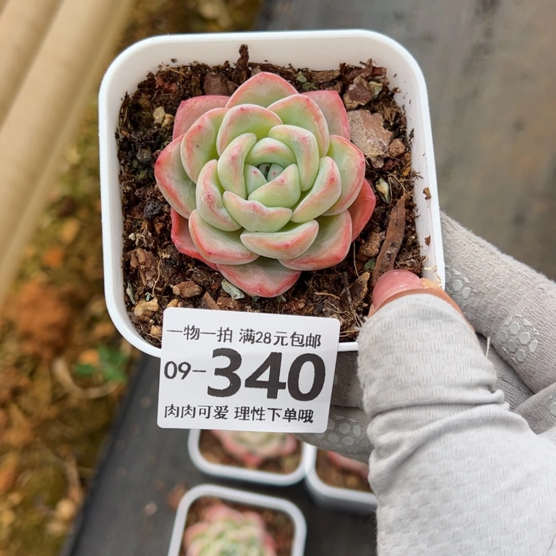 李**?泡芙多肉多肉多肉多