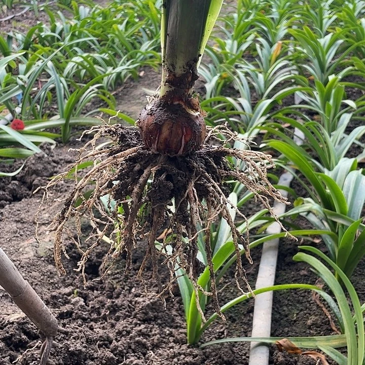 瑞秋5左右3颗一组