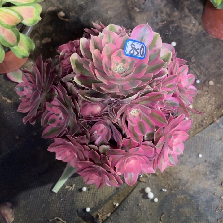 粉女巫850一物一拍多肉