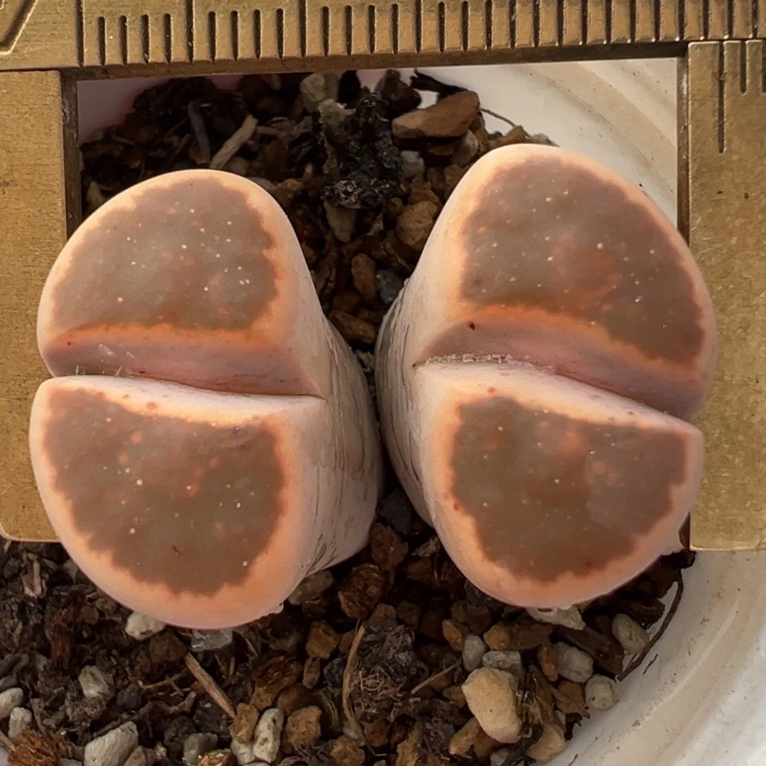 橙朱玄多肉百科298