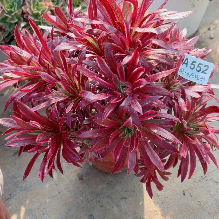 552火凤凰多肉植物