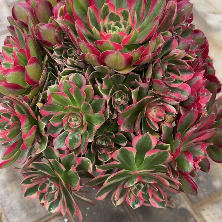 金*熊妖月捧花福利793肉肉