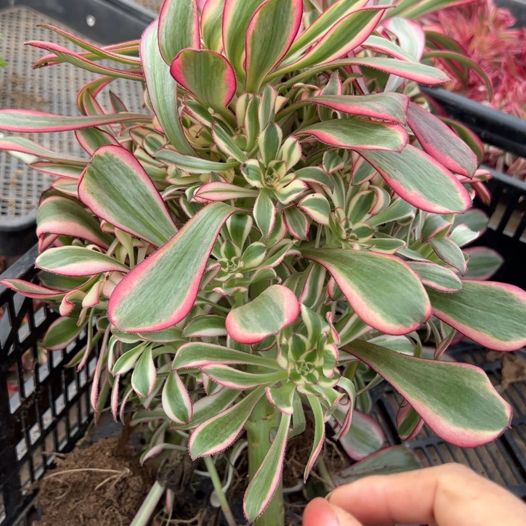 丽娜15.8多肉一颗