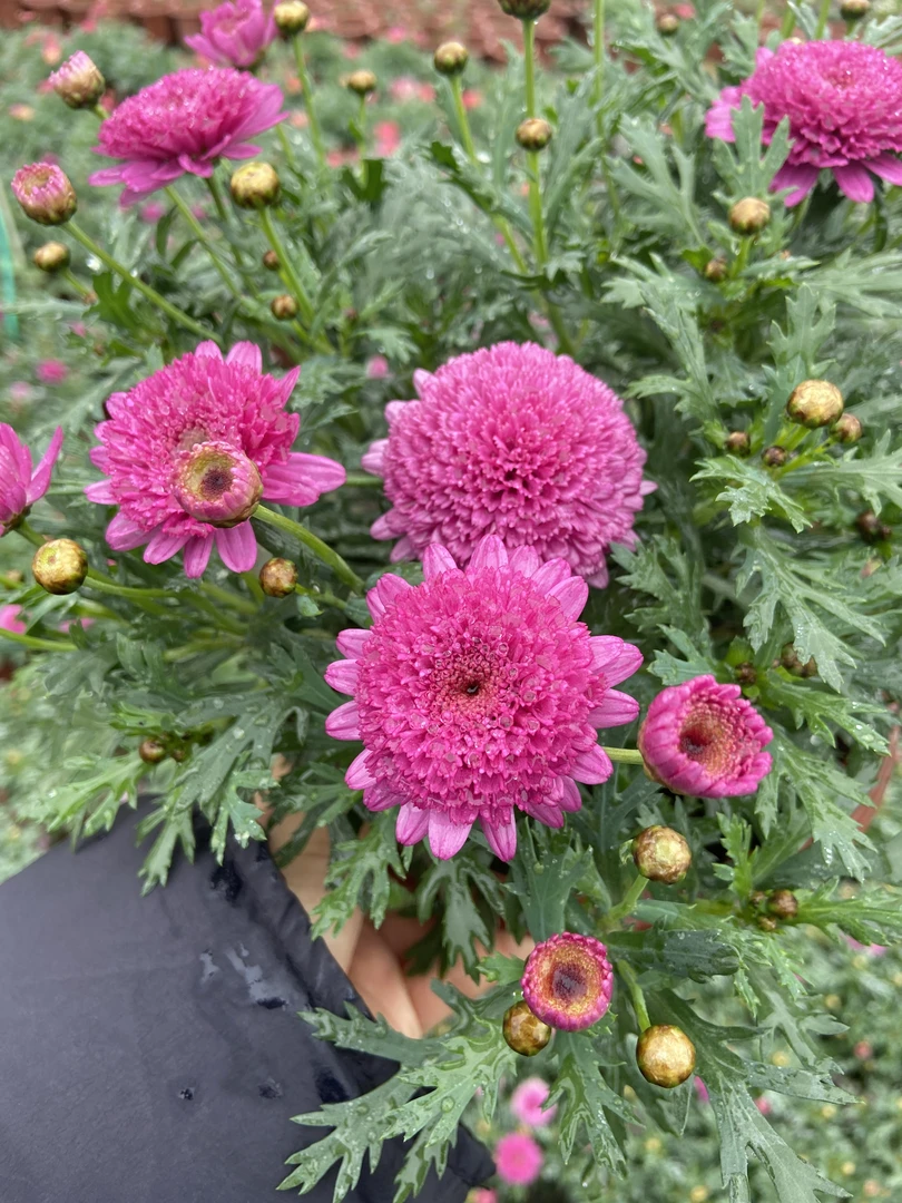 玛格丽特重瓣少女粉室内外盆栽