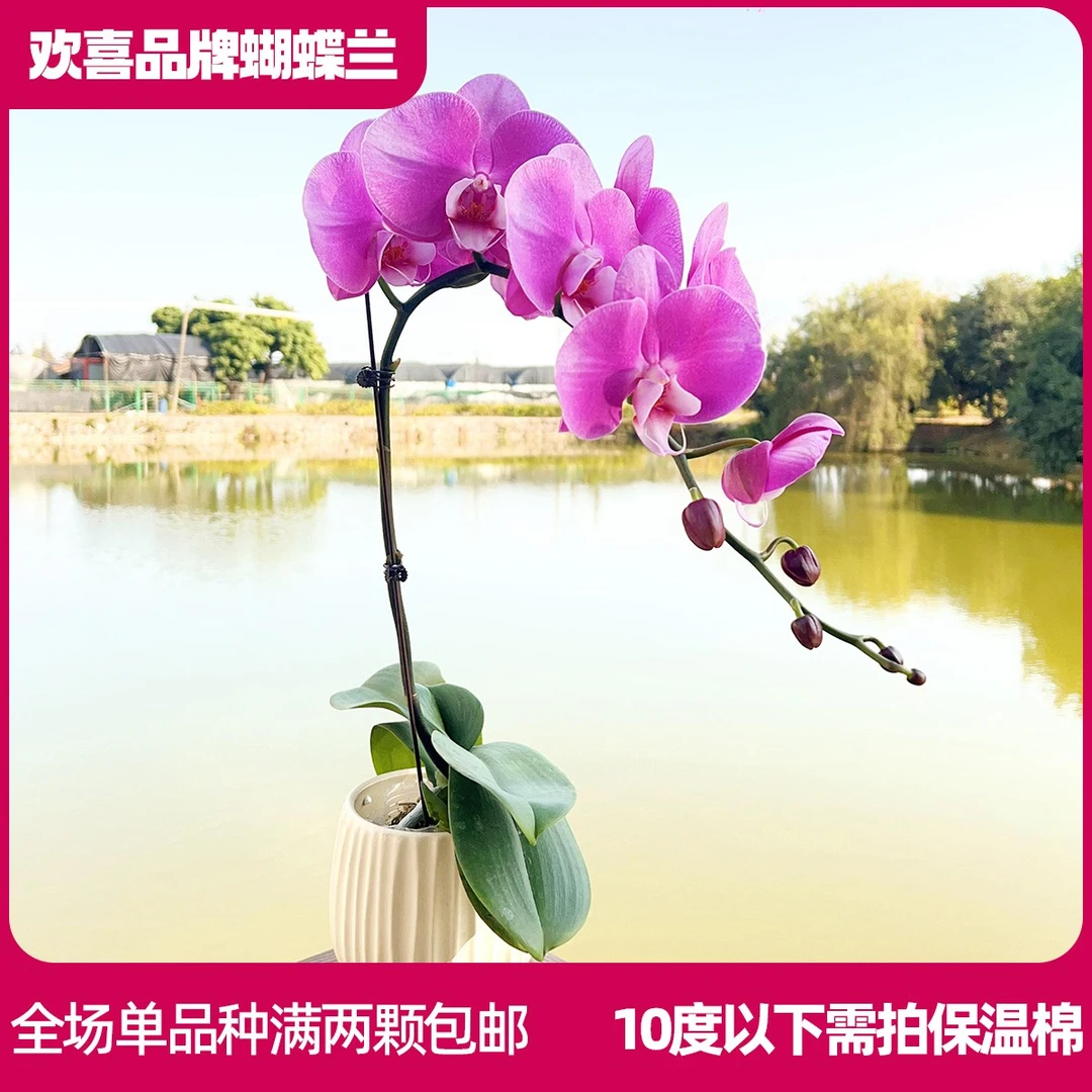 【冠军】精品蝴蝶兰鲜花绿植室内花盆景