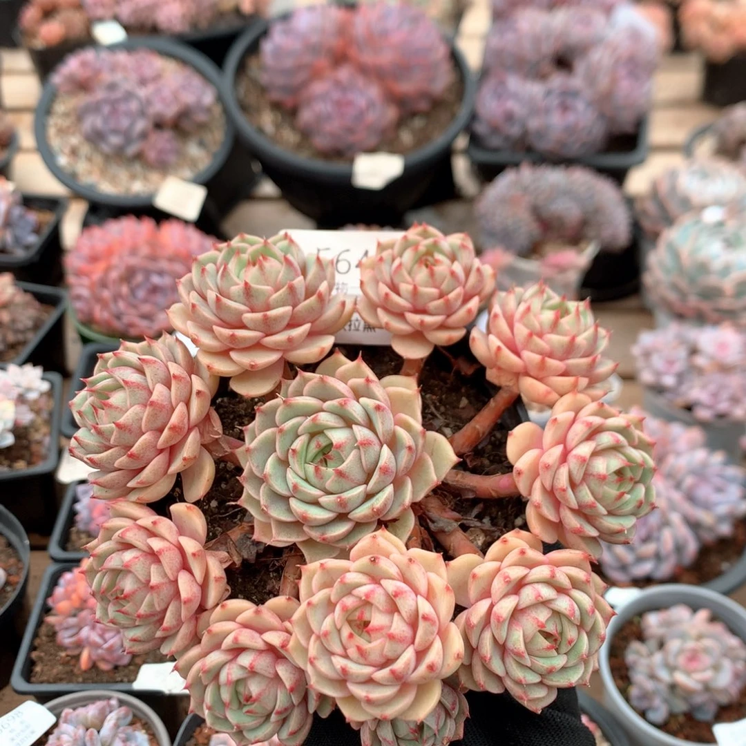 14厘米11头苯巴蒂斯 无砍 捧花 5646