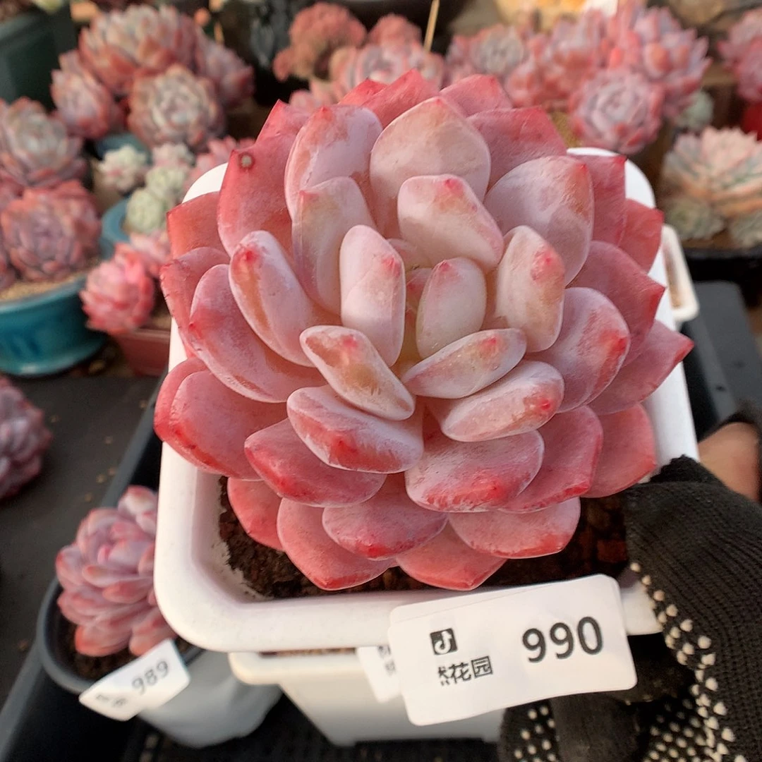 990韩橙多肉植物666