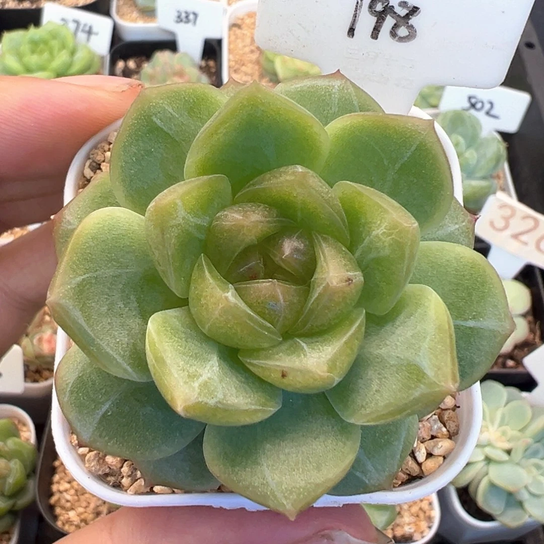 198号无尽灯大规格