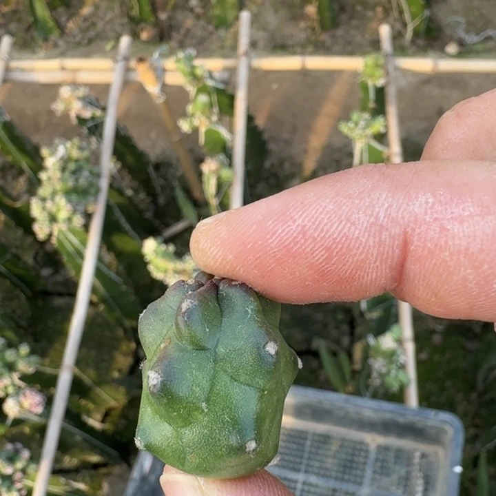 217水仙999一个无根侧牙小软，20包邮