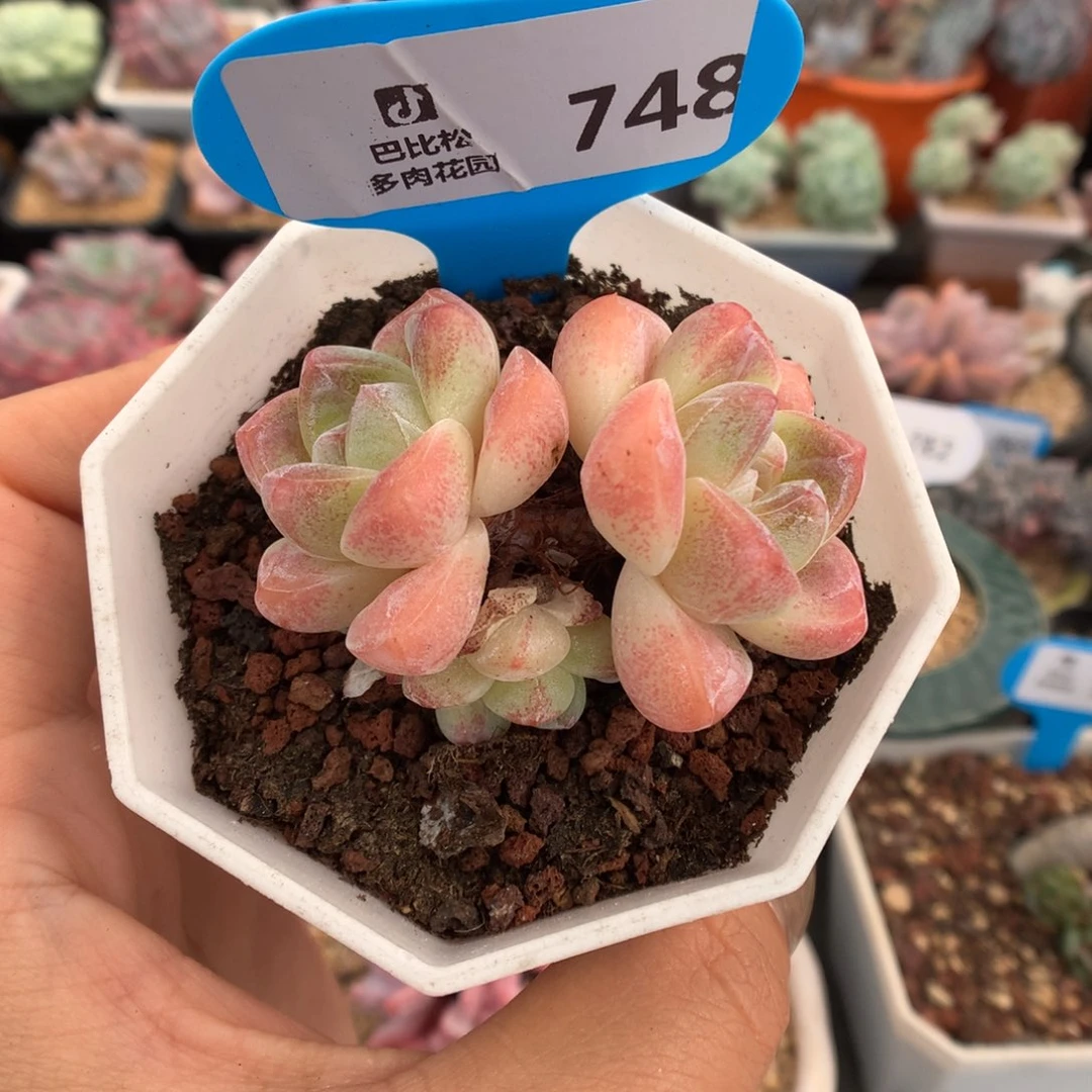 748三头冰玉多肉植物