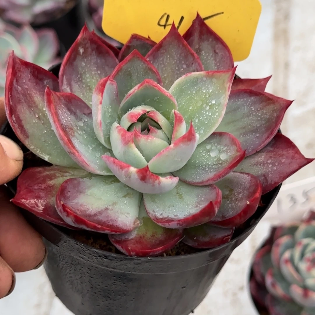 惊鸿一物一拍包装收缩花旱415