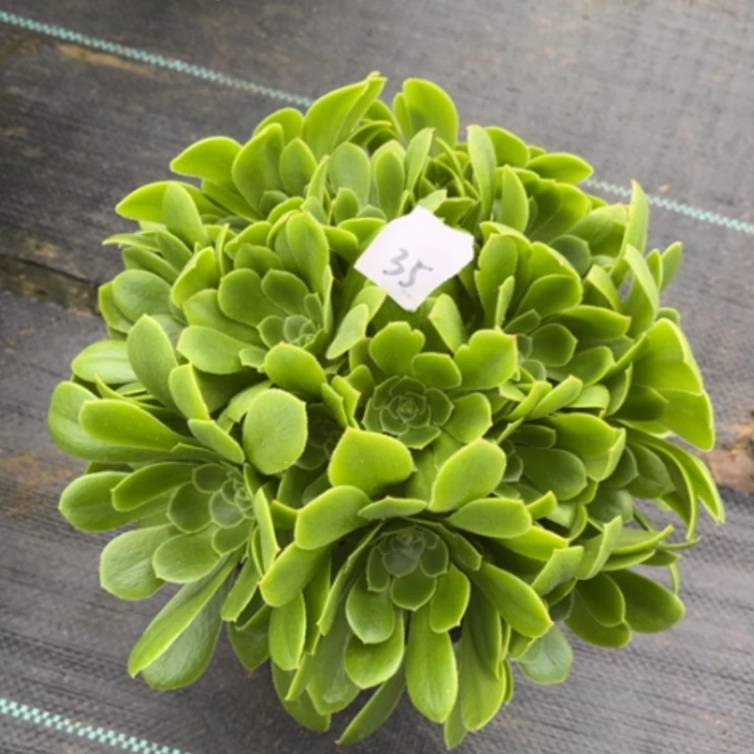 【闪购商品】35绿玫瑰多肉法师