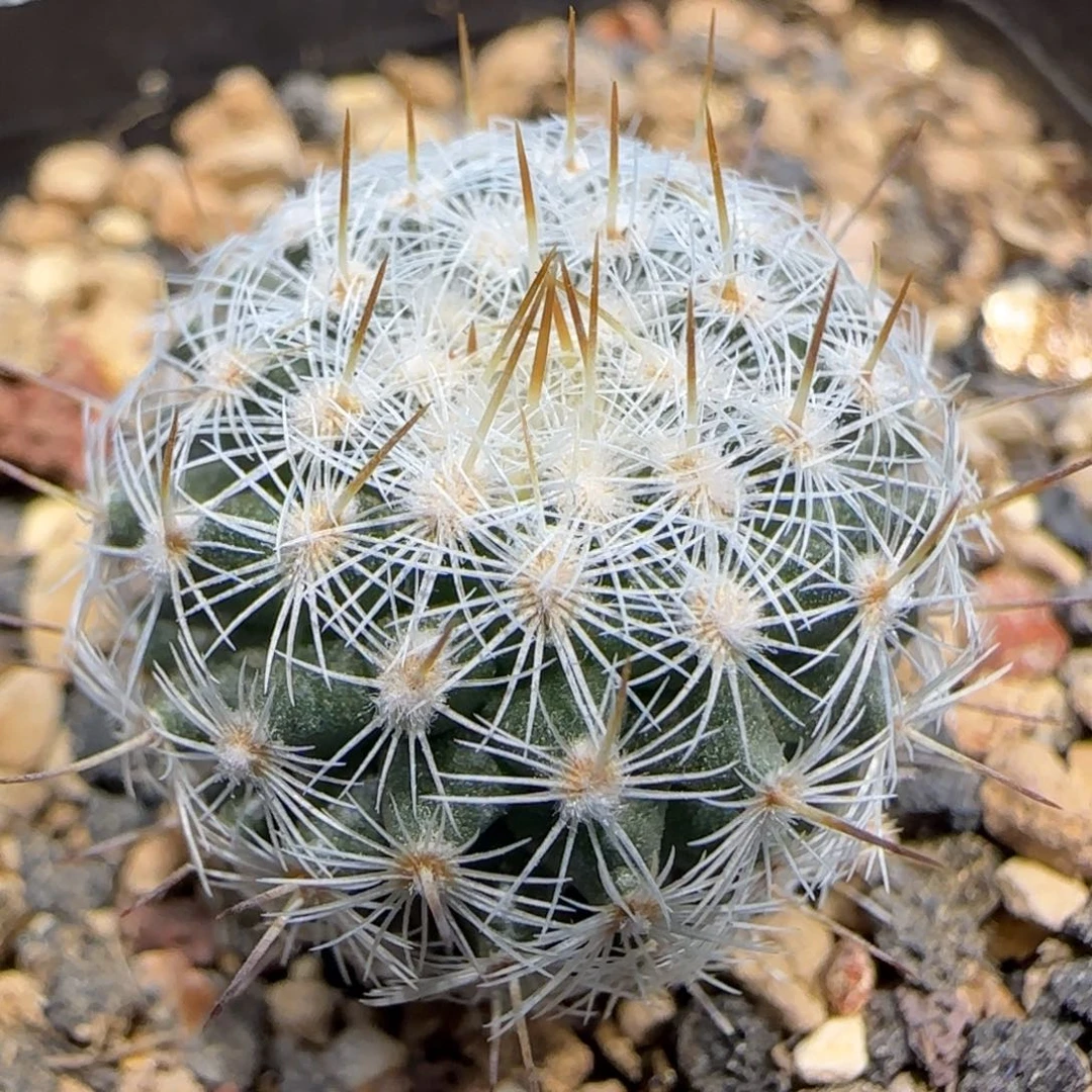 05实生北境多肉2.1厘米