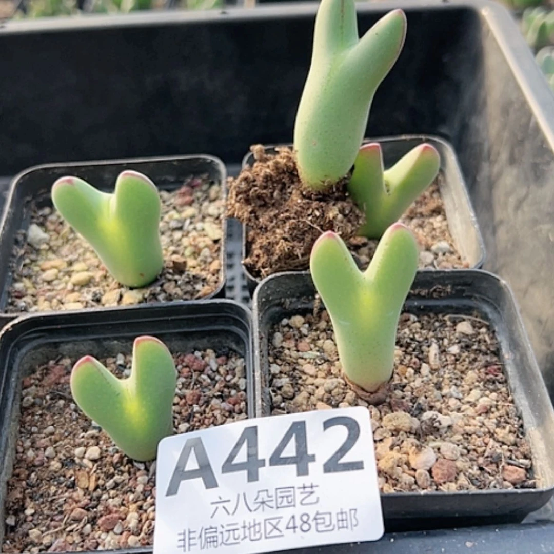 【闪购商品】木*之5颗大将多肉