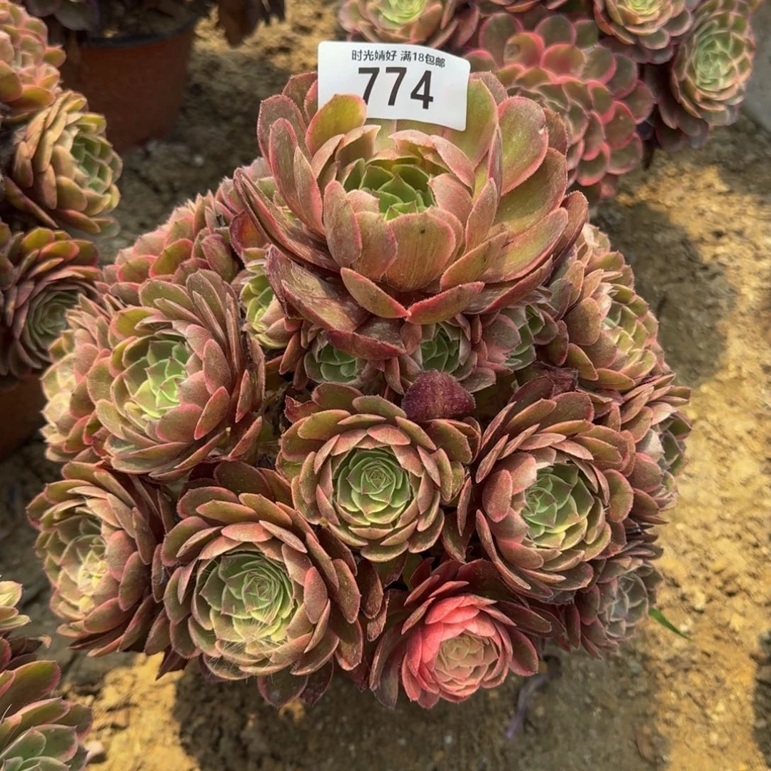 774粉花妖多肉植物