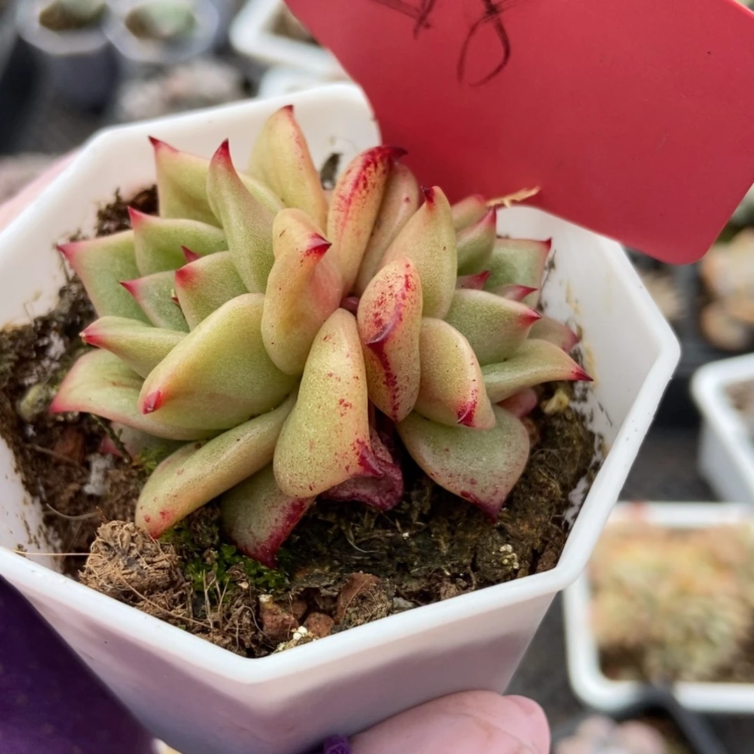 218玛利亚锦多肉植物