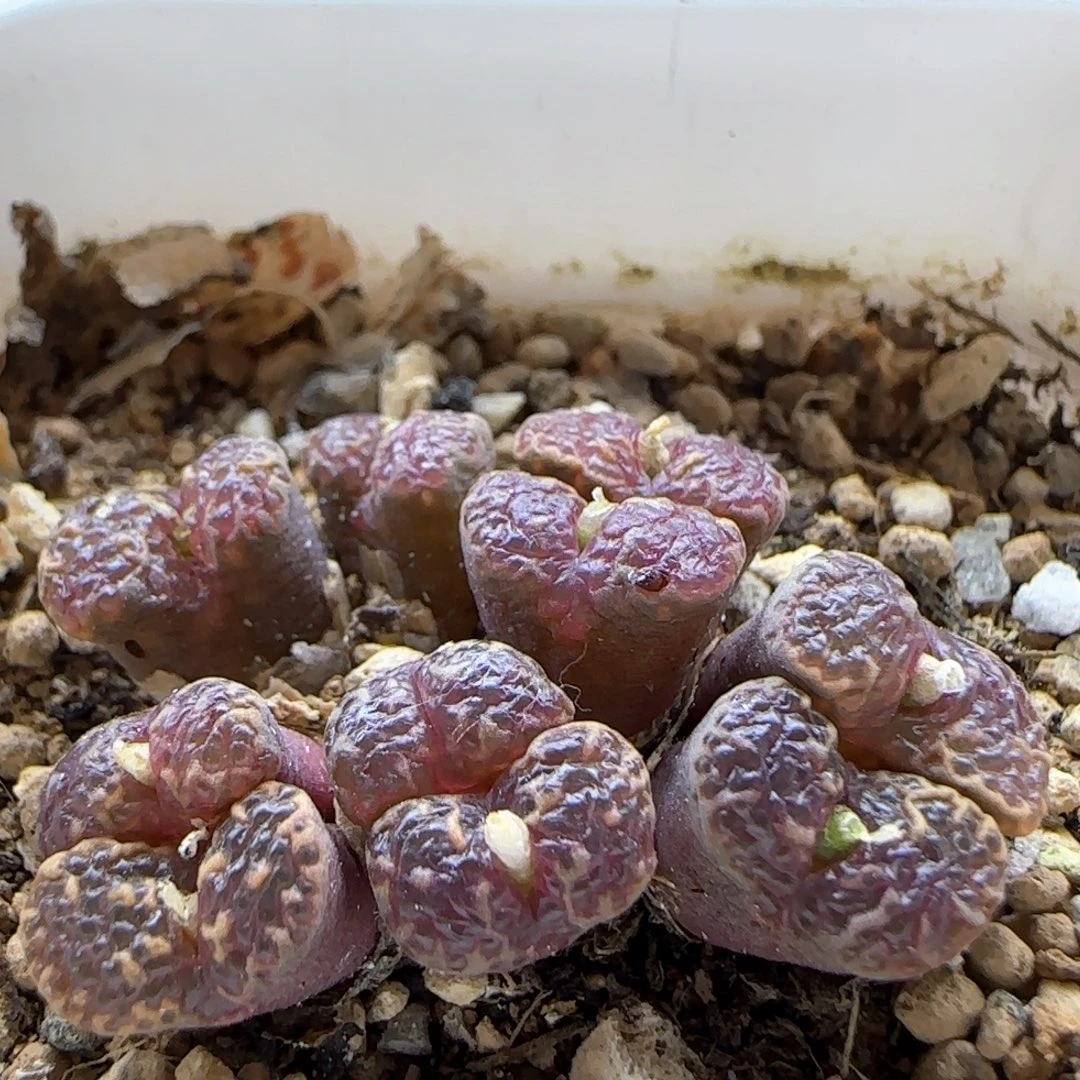 6198大白多肉植物园