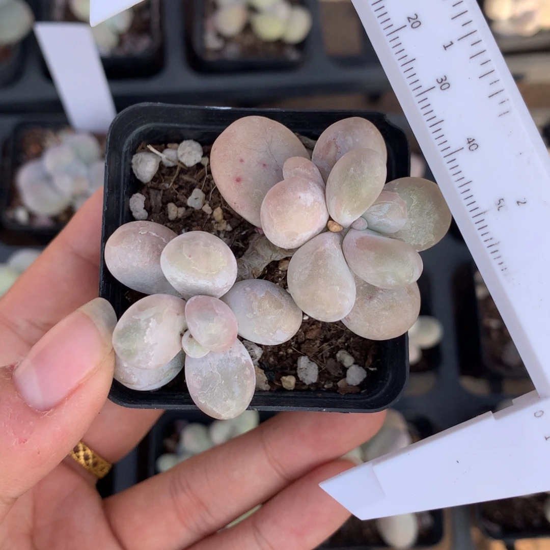 水光针奶酪多肉植物