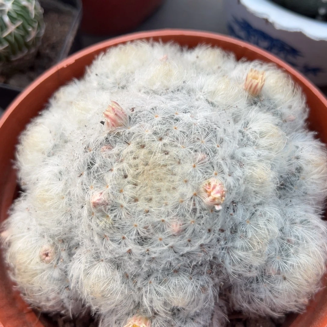 白星随机一颗。