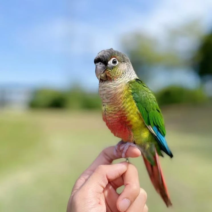【粉丝福利】手养鹦鹉一物一拍顺风包活亲人粘人会说话