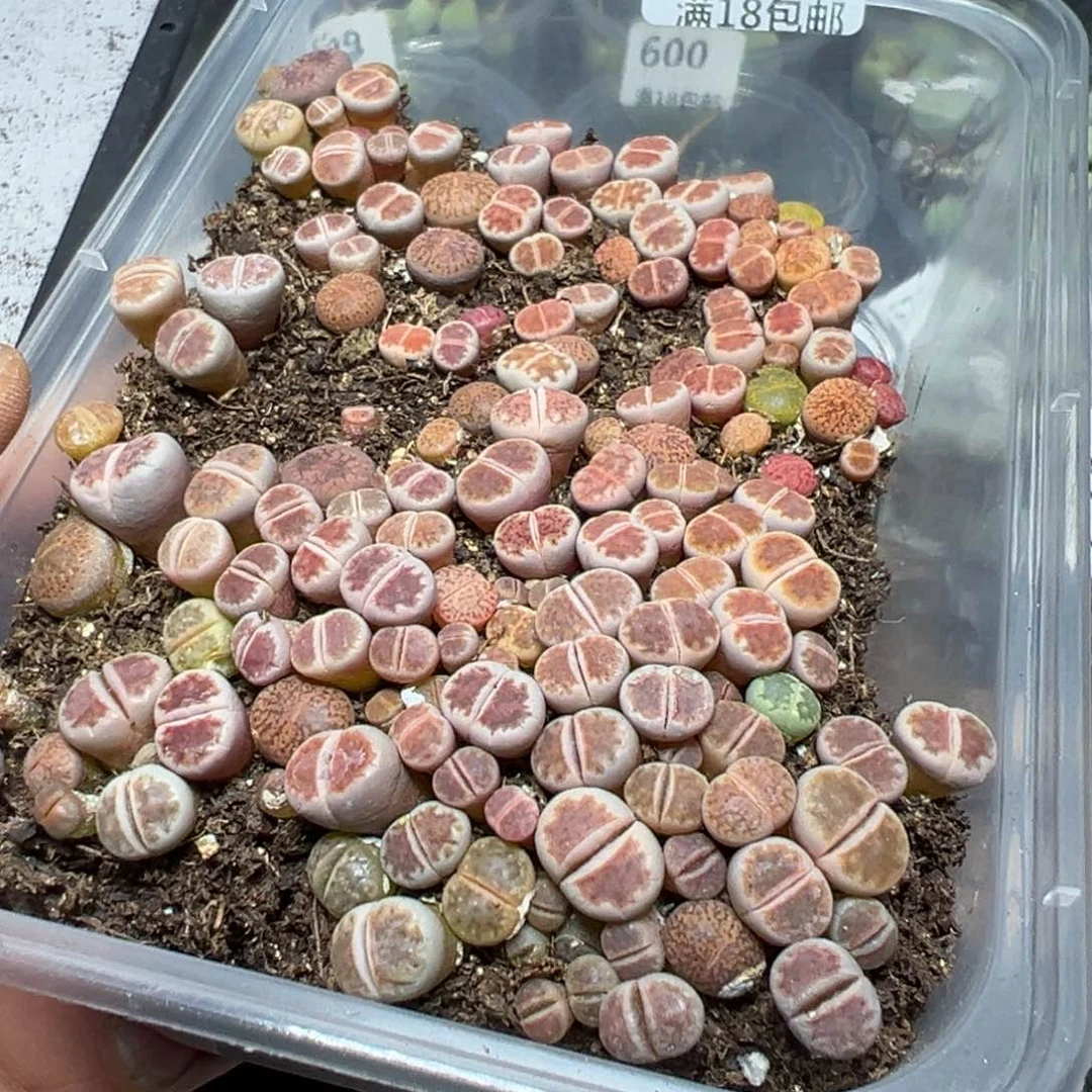 【闪购商品】 675.