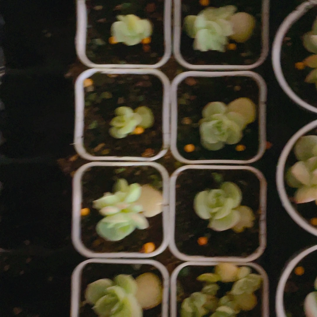 虾饺中苗盆一个满25包邮