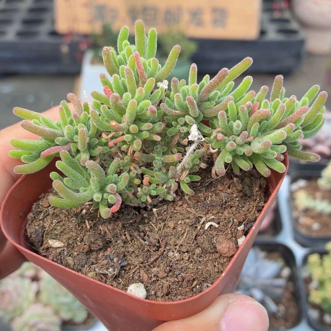 荧光兔子枝干多肉9.9包邮发货