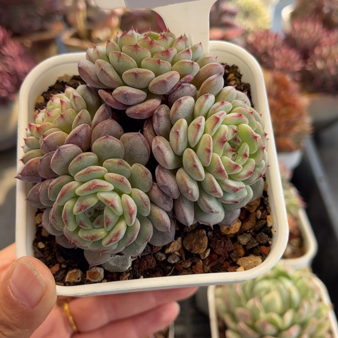 月***西1485 天冷地区必拍保温箱