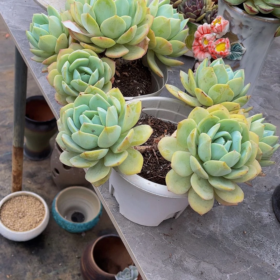 幸**神念曲多肉植物群2颗