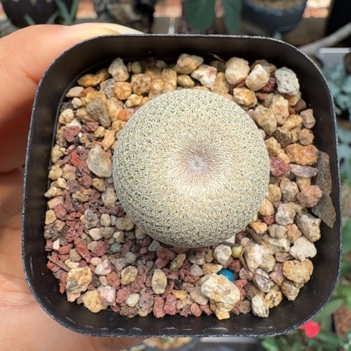 实生小人帽 5566 仙人球