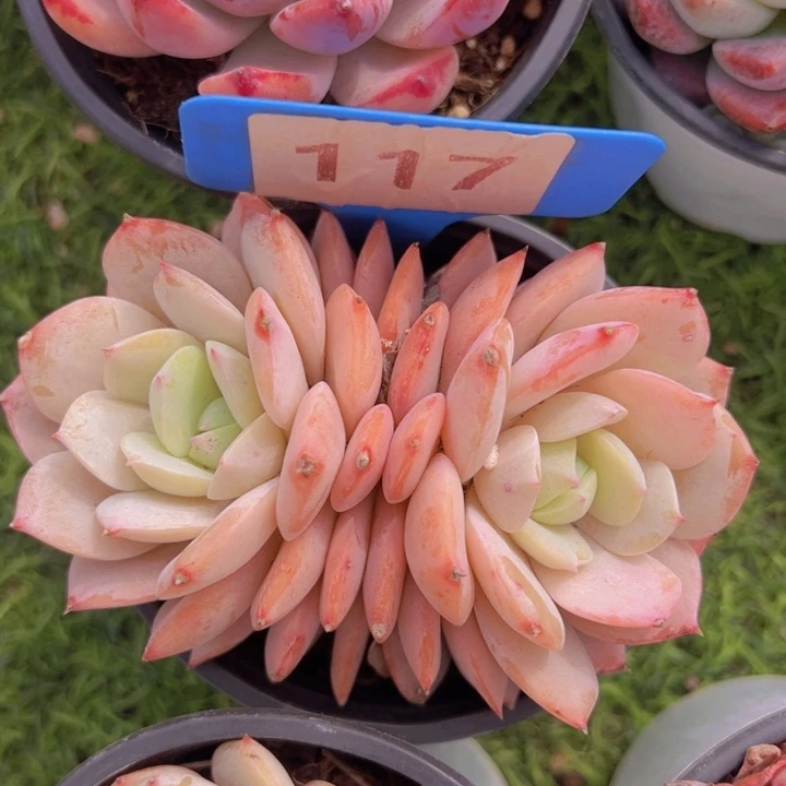 健健康康平平安安