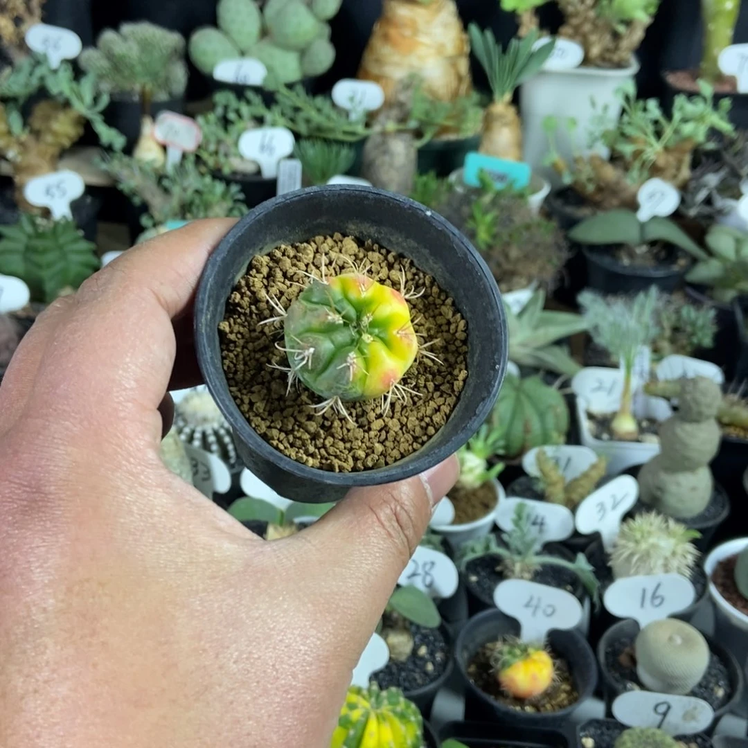 勇将锦一个一物一拍