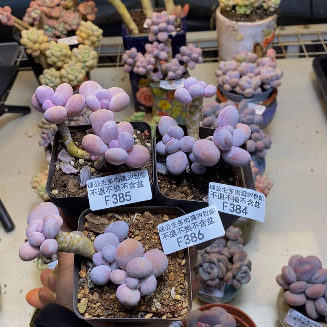 *️****385。384。386橙奶多肉三颗