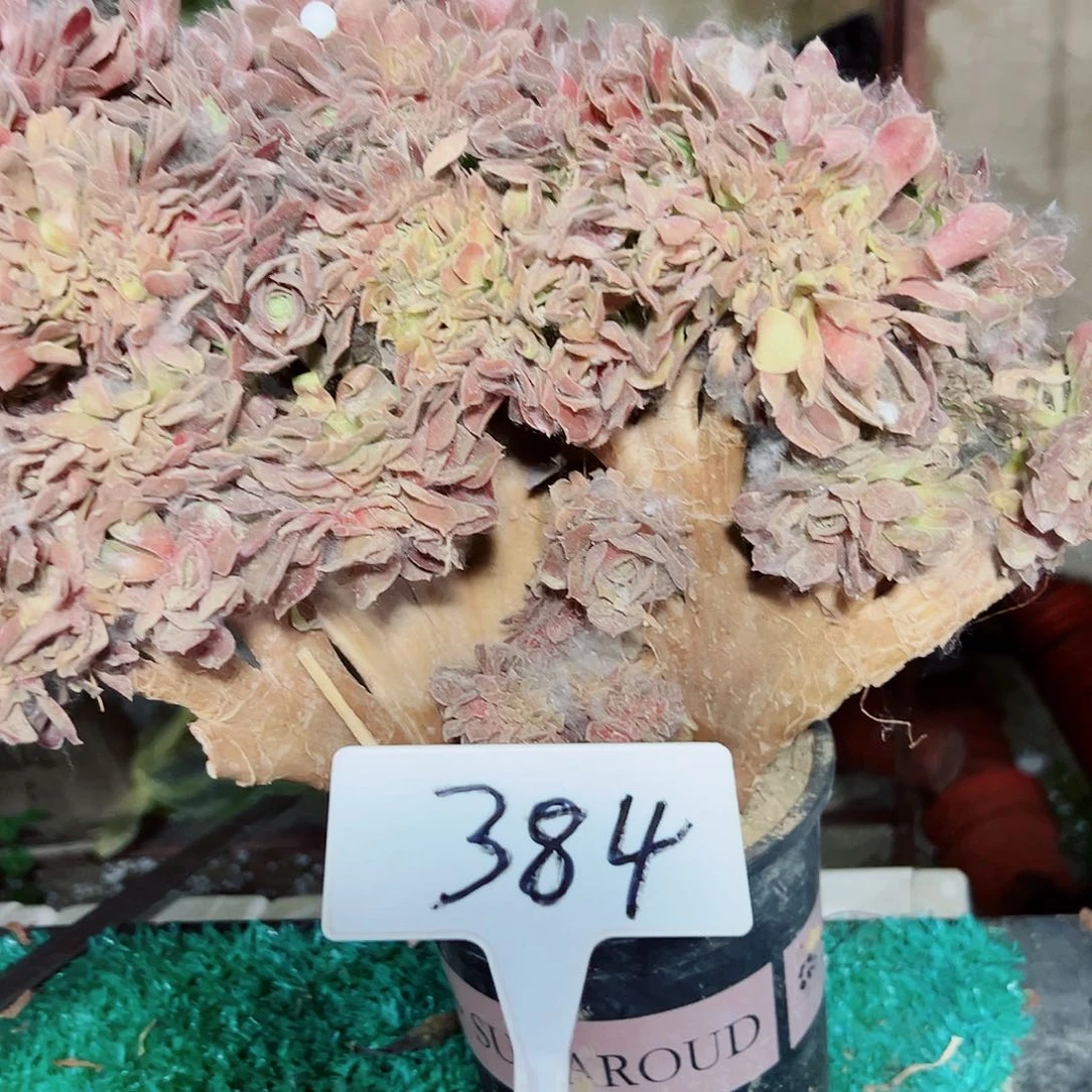 多肉植物玫瑰缀花