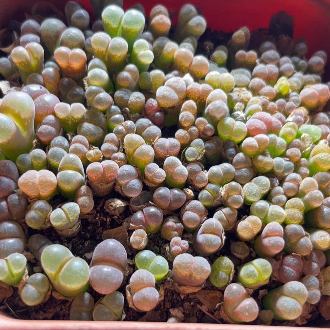 今晚五彩风铃更新～1