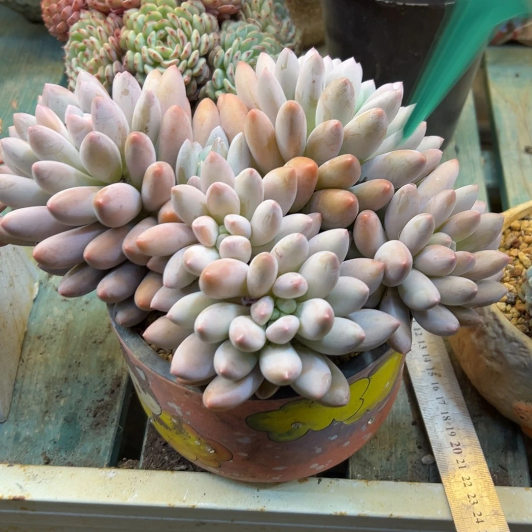 峻***生香所5174号一物一拍