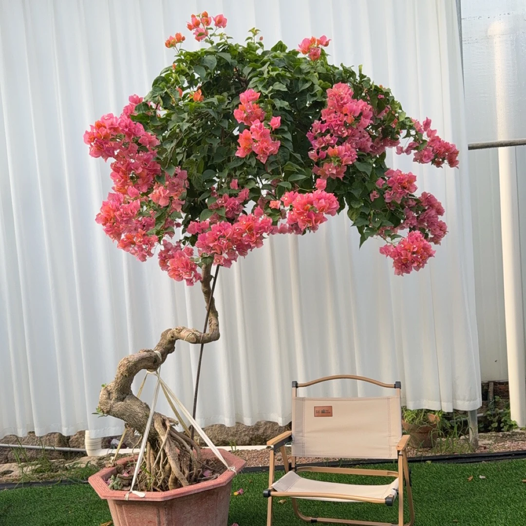 四季开花三角梅带叶带土石楠花带花发货庭院阳台三角梅绿樱
